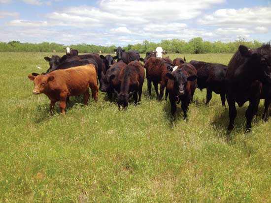 Raising grass-fed cattle makes for more healthful beef and happier animals.